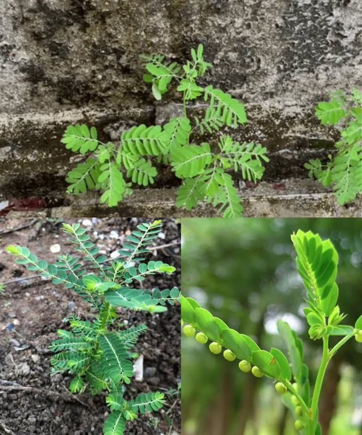 Rompepiedras Phyllanthus niruri: la hierba milagrosa que transforma tu bienestar 

La Phyllanthus niruri, conocida como rompepiedras, es una planta con siglos de uso en medicina tradicional. Sus hojas, extractos y aplicaciones tópicas aportan beneficios para la salud que abarcan desde los riñones hasta la piel. Versátil y accesible, se adapta a distintos usos en casa y se convierte en un aliado natural para el bienestar diario.

 25 beneficios del rompepiedras
 Disuelve cálculos renales de forma natural.
 Apoya la desintoxicación hepática.
 Previene cálculos biliares y mejora la digestión.
 Refuerza el sistema inmunitario y controla el azúcar en sangre.
 Propiedades antiinflamatorias y reducción de ácido úrico.
 Cuida la piel, alivia asma, bronquitis y mejora la salud cardiovascular.
 Efectos antivirales, antibacterianos y regulación de la presión arterial.
 Control de peso y alivio del dolor menstrual.
 Mejora el sueño, aumenta la energía y desintoxica el organismo.
 Reduce ansiedad, acelera la cicatrización de heridas y combate hongos.
 Protege la vesícula, alivia el dolor y mejora la visión.

 Formas prácticas de usar el rompepiedras

Té básico: hojas secas en agua hirviendo, 10 minutos. 12 tazas al día para riñones y hígado.

Polvo interno: hojas secas molidas,  cucharadita con agua o jugo.

Aplicación tópica: pasta de hojas frescas sobre acné, eczema o heridas.

Aceite infusionado: hojas frescas en aceite de coco u oliva, masajes para articulaciones y músculos.

Cápsulas: polvo de rompepiedras en cápsulas para consumo diario.

Decocción intensa: hervir hojas secas y consumir 2 cucharadas dos veces al día para apoyo de riñones y vesícula.

 Consejos para principiantes
 Comenzar con dosis pequeñas para evitar sensibilidades.
 Usar hojas frescas o secas de buena calidad.
 Consultar a un profesional en embarazo, lactancia o uso de medicamentos.

Rompepiedras es un verdadero tesoro natural. Desde la salud renal hasta el cuidado de la piel, esta planta versátil se integra fácilmente en la rutina diaria, aportando múltiples beneficios con métodos sencillos y naturales. Un aliado silencioso para mejorar la vitalidad y proteger tu cuerpo de manera integral.