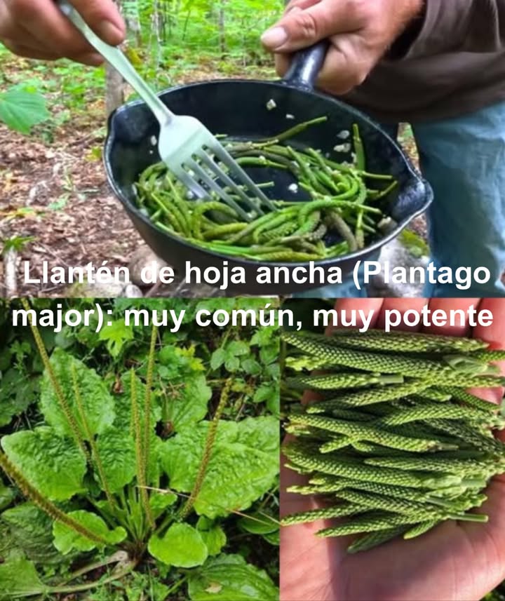Llantén de hoja ancha Plantago major: muy común, muy potente 

Probablemente lo hayas pisado sin darte cuenta, pero esta planta humilde es un tesoro medicinal escondido en jardines, campos y hasta aceras. Sus hojas concentran propiedades que la convierten en un auténtico botiquín natural.

 30 beneficios del llantén mayor:

 Extrae toxinas de heridas
 Calma picaduras de insectos
 Detiene sangrados al instante
 Acelera la cicatrización
 Alivia eczema y dermatitis
 Suaviza el dolor de garganta
 Mejora la digestión y alivia el estreñimiento
 Disminuye inflamaciones internas
 Trata infecciones urinarias
 Estimula la función hepática
 Purifica la sangre
 Cura aftas y encías inflamadas
 Calma la acidez y las úlceras
 Ayuda con hemorroides
 Combate la tos seca
 Apoya en casos de fiebre
 Antifúngico natural
 Refuerza el sistema inmune
 Suave para bebés dermatitis del pañal
 Mejora el tono de la piel y el acné
 Alivia la hiedra venenosa
 Útil contra dolores de cabeza
 Fortalece capilares y varices
 Descongestiona los senos nasales
 Aporta fibra para la saciedad
 Ayuda a reducir el colesterol
 Limpia los riñones
 Poder antioxidante antiedad
 Protege frente a agresiones externas

 Formas sencillas de usarlo en casa:

北 Cataplasma fresco
Tritura hojas y aplica sobre heridas o picaduras. Cubre con un paño y renueva cada pocas horas.

林 Ungüento casero
Hojas secas  aceite de oliva al sol 3 semanas  mezcla con cera de abejas. Ideal para quemaduras y sarpullidos.

 Infusión curativa
1 cda de hojas secas por taza. Reposar y beber para garganta, digestión o depuración.

 Enjuague bucal
Té enfriado para gárgaras: calma encías, aftas y dolor de garganta.

 Inhalaciones
Agua hirviendo sobre hojas  inhala el vapor. Descongestiona y relaja.

 Vinagre medicinal
Hojas frescas en vinagre de manzana 3 semanas. Úsalo como tónico o desinfectante.

 Aceite infusionado
Deja hojas secas en aceite portador. Base para masajes calmantes.

塞 En batidos y cocina
Añade hojas tiernas a batidos verdes o salteados. Muy nutritivas.

籠 Polvo en cápsulas o mascarilla
Muele hojas secas. Úsalo en cápsulas o mézclalo con miel como mascarilla antiacné.

 Una planta común, gratuita y abundante que esconde un potencial extraordinario para sanar por dentro y por fuera.

 Recolecta siempre en zonas libres de químicos y consulta con un especialista si estás embarazada, tomas medicación o tienes condiciones crónicas.