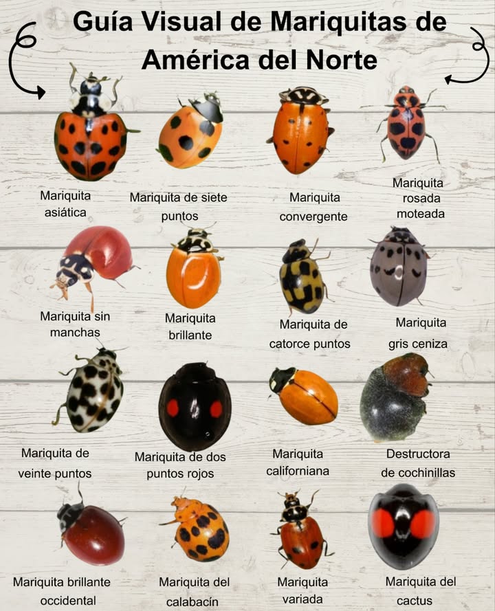 Guía Visual de Mariquitas de América del Norte 

Descubre la diversidad de estos aliados del jardín que controlan plagas de manera natural:

 Mariquita asiática  Fuerte y adaptable, común en muchas zonas
 Mariquita de siete puntos  La más conocida, eficaz contra pulgones
 Mariquita convergente  Usada en agricultura ecológica
 Mariquita rosada moteada  Coloración única y exótica
 Mariquita sin manchas  Rojo liso, pequeña y activa
李 Mariquita brillante  Apariencia pulida, cazadora ágil
 Mariquita de catorce puntos  Patrón llamativo en fondo amarillo
 Mariquita gris ceniza  Tonos apagados, gran cazadora
 Mariquita de veinte puntos  Blanca con manchas negras, muy eficaz
 Mariquita de dos puntos rojos  Negra intensa con ojos rojos brillantes
 Mariquita californiana  Nativa del oeste, de tonos cálidos
 Destructora de cochinillas  Apariencia rugosa, depredadora natural
 Mariquita brillante occidental  Color vino, superficie lustrosa
 Mariquita del calabacín  Activa en cultivos, gran depredadora
 Mariquita variada  De múltiples formas y colores
 Mariquita del cactus  Negra con manchas rojas vivas, especialista en regiones áridas

 Pequeñas joyas del jardín que embellecen y protegen tus plantas de forma natural.