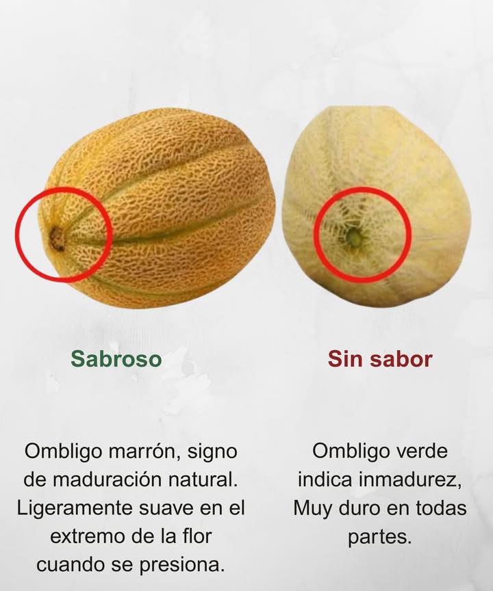 Cómo elegir un melón dulce y maduro con solo mirar el ombligo 

 Sabroso
 Ombligo marrón: signo de maduración natural
羅 Ligeramente suave al presionar en el extremo de la flor
 Listo para disfrutar su dulzura y aroma

 Sin sabor
 Ombligo verde: fruta inmadura
直 Muy duro por fuera y sin desarrollo interno
 Sabor apagado, sin jugosidad

 El truco está en el color y la textura del ombligo. Así nunca más llevarás un melón insípido a casa 
#MelónDulce #ConsejoDeHuerto