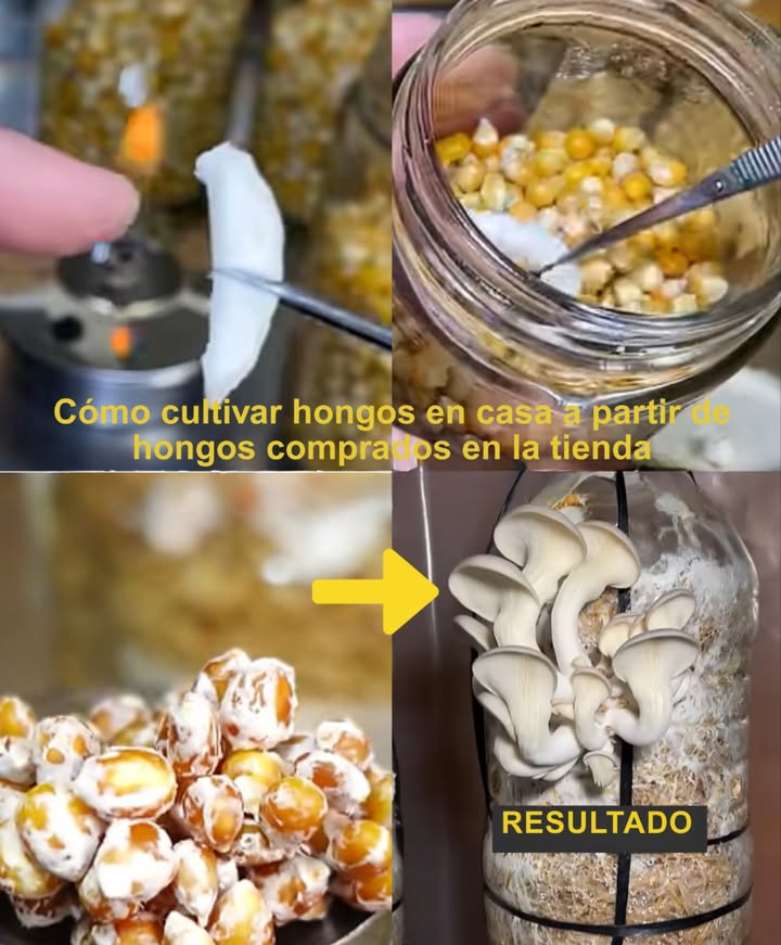 Cómo cultivar hongos en casa a partir de hongos de tienda 

 Paso 1: Preparación de los granos

Elige granos: maíz, sorgo, trigo o arroz integral.

Lava bien para eliminar impurezas.

Hierve 10-15 min y escurre.

Deja reposar tapado 12 h a temperatura ambiente.

林 Paso 2: Esterilización e inoculación

Desinfecta manos y equipo con alcohol.

Prepara frascos: haz un orificio en la tapa con algodón para intercambio de gases.

Llena con granos esterilizados.

Inocula con un trozo de champiñón fresco esterilizado.

 Paso 3: Incubación

Coloca en un lugar oscuro a 20-24 C.

Espera a que el grano se vuelva completamente blanco de micelio.

Una vez colonizado, guarda en refrigerador o trasplanta a aserrín para fructificación.

 Con este método sencillo podrás disfrutar de hongos frescos cultivados en casa.