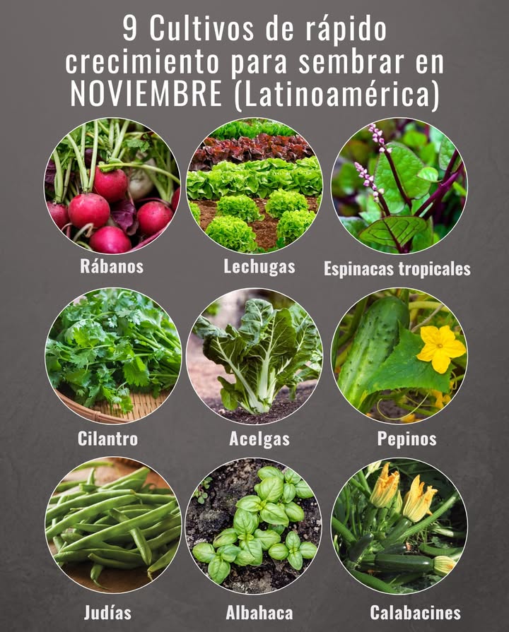 9 Cultivos de rápido crecimiento para sembrar en NOVIEMBRE Latinoamérica

 Rábanos: germinan en pocos días y se cosechan en menos de un mes.
 Lechugas: variedades de hoja suelta crecen rápido y se cortan varias veces.
 Espinacas tropicales malabar o de Ceilán: resisten el calor y producen hojas tiernas.
 Cilantro: brota velozmente con calor moderado; ideal para cosecha continua.
 Acelgas: crecen rápido en sombra parcial y soportan bien el calor húmedo.
 Pepinos: se desarrollan rápido y dan frutos en 45-60 días con buen riego.
 Judías o ejotes tiernos: germinan rápido y producen en menos de dos meses.
 Albahaca: brota en una semana y se puede cosechar hoja a hoja.
 Calabacines: florecen y fructifican en pocas semanas con temperaturas cálidas.

 Aprovecha el calor constante, riega a diario y mantén el suelo suelto y nutrido para acelerar el crecimiento.