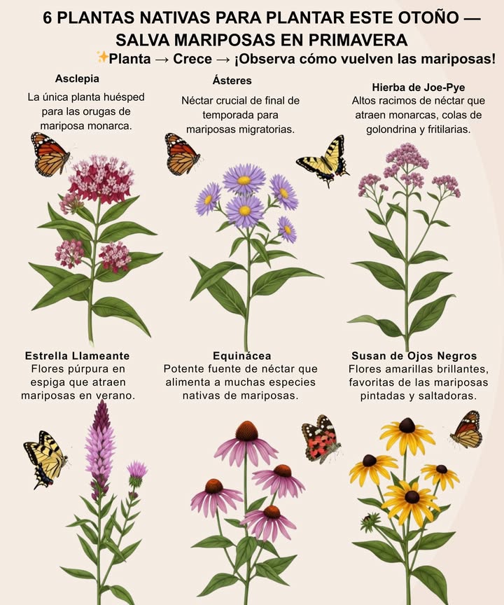 曆 6 Plantas Nativas para Sembrar este Otoño  Salva Mariposas en Primavera
 Planta  Crece  Mira cómo vuelven las mariposas!

Algodoncillo Asclepias spp.
 La única planta hospedera para las orugas de la Monarca.
 Zonas 39.

Ásteres Symphyotrichum spp.
 Néctar crucial de final de temporada para mariposas migratorias.
 Zonas 48.

Hierba Joe-Pye Eutrochium purpureum
 Altos racimos de néctar que atraen monarcas, cola de golondrina y fritilaria.
 Zonas 49.

Estrella Llameante Liatris spicata
 Espigas moradas que atraen mariposas en verano y otoño.
 Zonas 39.

Equinácea Echinacea purpurea
 Potencia de néctar que alimenta muchas especies nativas de mariposas.
 Zonas 39.

Susan de Ojos Negros Rudbeckia hirta
 Flores amarillas brillantes adoradas por las mariposas damas pintadas y saltadoras.
 Zonas 39.