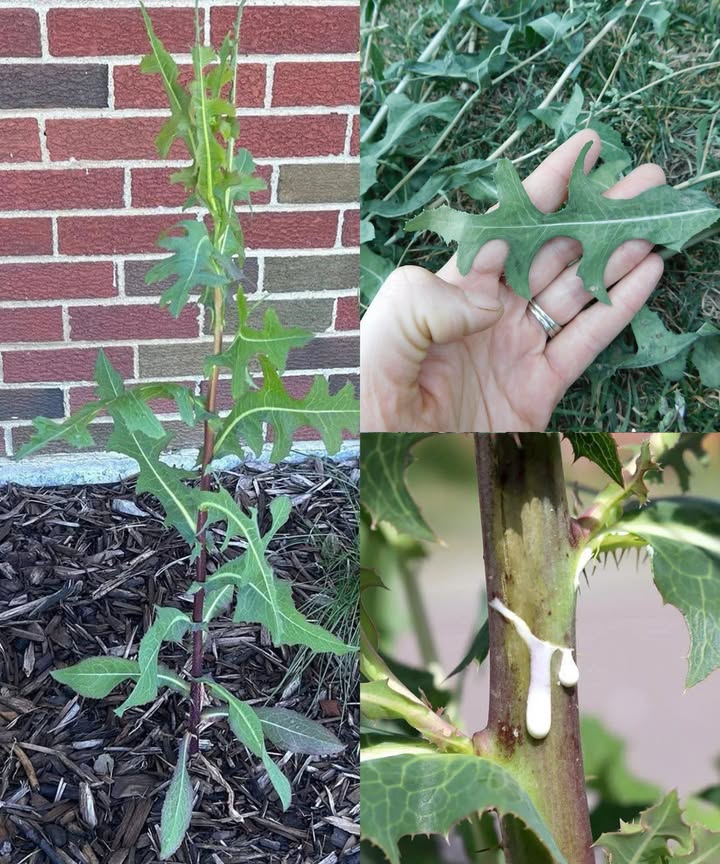 El poder de la savia de la lechuga silvestre Descubre un antiguo secreto natural: la lechuga silvestre Lactuca virosa, también conocida como lechuga de opio, contiene una savia blanca llamada lactucarium, famosa por sus efectos relajantes y analgésicos suaves. Cómo recolectarla 林 1 Identifica la planta: alta, hojas verde azuladas, y savia blanca al cortar el tallo. 2 Elige ejemplares maduros y corta el tallo cerca de la base. 3 Deja que la savia brote y recógela con cuchara o sobre vidrio. 4 Haz cortes adicionales para extraer más savia. 5 Deja secar la savia hasta formar una resina marrón. 6 Guarda en frasco hermético, lejos de la humedad. Usos tradicionales Alivio de dolores musculares y de cabeza Promotor del sueño natural Reductor del estrés y ansiedad Suaviza la tos persistente Aporta sensación de calma y bienestar Formas de uso 離 Tintura: mezcla la savia con vodka o brandy. Macera 2-4 semanas. Té relajante: usa hojas secas, no savia. Hierve, deja reposar y bebe. 林 Uso tópico: mezcla la savia con aceite portador y aplica en zonas doloridas. Uso directo solo para expertos: una pizca disuelta en agua o té. Precauciones 易 Dosis altas pueden causar efectos secundarios. Evitar en embarazo, niñez o si existen problemas de salud. Consulta siempre con un profesional antes de usar. Un regalo ancestral con poder natural La savia de lechuga silvestre es un aliado tradicional para el bienestar, pero requiere respeto y uso responsable.
