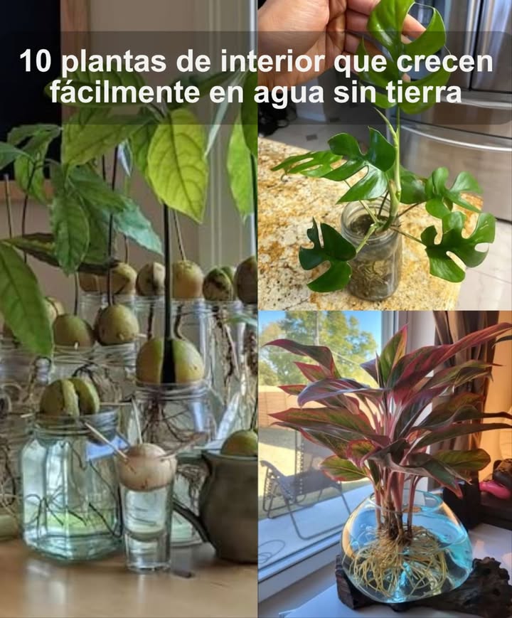 10 Plantas de Interior que Crecen Fácilmente en Agua Sin Tierra Por qué cultivar en agua? Olvídate de regar constantemente Sin tierra, menos suciedad Observa el crecimiento de las raíces claramente Solo necesitas un recipiente y agua limpia Consejos básicos Elige frascos de vidrio o recipientes opacos para evitar algas Usa agua limpia: lluvia o filtrada, cambia regularmente Respeta la luz según cada planta 10 Plantas Fáciles para Cultivar en Agua Planta araña Chlorophytum comosum Luz indirecta, evita sol directo Cambia agua cada 1-2 semanas Produce brotes para propagar Bambú de la suerte Dracaena braunii Luz indirecta Usa piedras para mantener recto Potos Epipremnum aureum Luz tenue o sombra Crece rápido, retira hojas sumergidas Sansevieria o Lengua de suegra Tolera toda luz Estabiliza con guijarros Filodendro Philodendron scandens Luz indirecta, no oscuridad total Esquejes bajo nudo en agua Coleo Plectranthus scutellarioides Luz intensa sin sol directo Corte tallo de 15 cm y en agua Aglaonema Luz tenue, sin sol directo Corte tallo de 15 cm sumergido Monstera deliciosa Luz indirecta, sombra clara Corte con raíces para crecer rápido Pilea o planta china del dinero Sin luz solar directa Esqueje en agua para enraizar Árbol de aguacate Luz solar junto a ventana Palillos en hueso, sumergir parcialmente Bonus: Hierbas Aromáticas en Agua Albahaca, menta, tomillo, romero, cebollino, cilantro... solo un corte y listo para crecer Disfruta de la naturaleza verde sin complicaciones