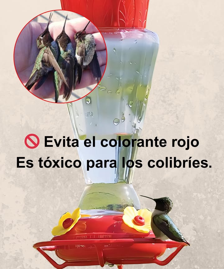 Deja de usar colorante rojo en los comederos para colibríes Es tóxico, innecesario y puede dañar a las aves que intentas ayudar El colorante rojo contiene químicos y aditivos derivados del petróleo que, con el tiempo, afectan riñones e hígado Usa solo agua con azúcar, sin añadir nada más Para una fuente de alimento aún mejor, planta flores nativas como bergamota, madreselva trompeta y flor cardinal