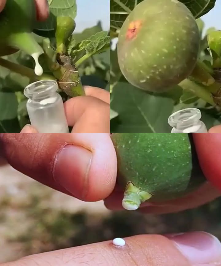 Los increíbles beneficios de la savia de higo para la salud: un regalo de la naturaleza para el bienestar La savia de higuera, ese líquido blanco que brota del tallo o la hoja rota del Ficus carica, esconde un tesoro terapéutico ancestral. Aunque pocas personas la utilizan hoy en día, quienes conocen sus secretos la valoran como un remedio natural multiusos para la piel, el sistema digestivo, inmunológico y más. 30 usos asombrosos de la savia de higo 識 Elimina verrugas: Aplica una gota diaria, cúbrela y repite hasta que se seque. Aclara la piel: Diluida y combinada con aceite de coco, actúa como iluminador natural. Favorece la digestión: Una gota en infusión por las mañanas combate la hinchazón. Refuerza el sistema inmune: Combinada con hierbas medicinales, potencia las defensas. Alivia el eczema: Mezcla con aloe vera para calmar brotes e irritación. Combate el acné: Disminuye la inflamación y reduce bacterias en granos activos. Atenúa cicatrices: Con vitamina E, suaviza marcas con uso constante. Elimina acrocordones: Aplica directamente hasta que se desprendan. 便 Hidrata piel seca: Con manteca de karité nutre intensamente. Cicatriza heridas: Acelera la regeneración de cortes leves. Desinflama naturalmente: Aplicada en músculos o articulaciones. Reblandece durezas: Ideal para callos persistentes. Equilibra el pH de la piel: Úsala como tónico natural. 林 Reduce la psoriasis: Alivia escamas y picazón. Trata hongos: Alternativa suave pero efectiva. Remedio para la tiña: Aplicación diaria sobre la zona. Fortalece el cabello: Mezclada con aceite de argán nutre el cuero cabelludo. 烈 Alivia picaduras: Calma la piel irritada y reduce la hinchazón. 罹 Cura talones agrietados: Mezclada con crema espesa, repara de noche. Reduce la hiperpigmentación: Atenúa manchas oscuras con el uso diario. Disminuye arrugas: En mascarilla con miel, rejuvenece la piel. Desintoxica la piel: Mezclada con arcilla, purifica profundamente. Protección solar suave: Combinada con aloe vera, protege del sol. Mejora la elasticidad facial: Masajea para una piel más firme. 晴 Alivio para hemorroides: Diluida y aplicada con algodón. Combate la caspa: Añade al champú para limpiar el cuero cabelludo. Calma quemaduras leves: Suaviza y regenera la piel. Antiséptico suave: Limpia cortes pequeños de forma natural. Cuida labios agrietados: Con cera de abejas, restaura suavidad. Salud bucal: Enjuagues para llagas y aliento fresco. Precauciones Utilizar con moderación. No ingerir directamente sin diluir. Realizar una prueba cutánea antes del uso externo. Ante cualquier reacción, suspender el uso. Redescubre esta joya olvidada de la naturaleza y potencia tu bienestar con cada gota.