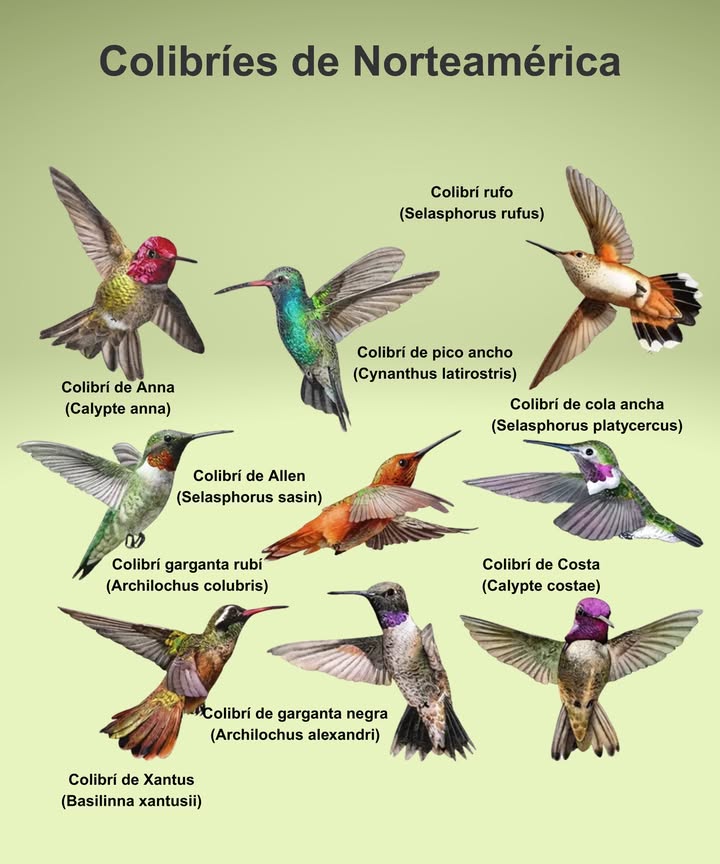 Los colibríes no solo son bellos: son verdaderas potencias ecológicas! Agitan sus alas hasta 80 veces por segundo Visitan más de 1.000 flores al día para alimentarse de néctar Polinizadores esenciales de flores silvestres y jardines Pueden volar hacia atrás, de lado y hasta boca abajo Gastan tanta energía que entran en torpor nocturno mini-hibernación Un solo jardín con flores nativas puede ser una parada vital en sus migraciones de más de 3.200 km. #Colibríes #JardínPolinizador