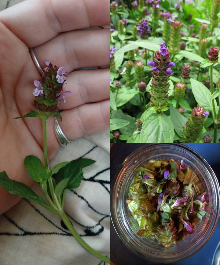 Prunella vulgaris Autocuración: la versátil sanadora de la naturaleza

Pequeña, potente y silvestre, esta hierba perenne de la familia de la menta crece en bosques, prados y campos abiertos.

 Identificación
Tallo cuadrado, flores tubulares en espiga de tonos morados a lavanda, hojas ovaladas con bordes dentados y pequeños pelos.

 Usos tradicionales
Hojas y flores comestibles en ensaladas, batidos o infusiones. Medicina ancestral para cicatrización, problemas hepáticos, inflamación ocular, fiebre y dolencias respiratorias.

 Propiedades medicinales respaldadas por la ciencia

Cicatrización acelerada: heridas, quemaduras, úlceras.

Antiiflamatoria: alivia garganta, amígdalas e irritaciones de piel.

Antioxidante: protege contra daño celular y envejecimiento.

Antimicrobiana y antiviral: combate bacterias, hongos y virus como herpes.

Potencial anticancerígeno: inhibe crecimiento de células cancerosas.

Apoyo digestivo y respiratorio: expectorante suave, alivio digestivo.

Beneficios cardiovasculares: mejora función cardíaca y salud arterial.

 Componentes clave
Taninos, ácido rosmarínico, flavonoides, ácidos ursólico y oleanólico.

 Usos prácticos

Té curativo: 1-2 cucharaditas de hojas y flores en agua hirviendo 10-15 min. Bebe 2-3 veces al día para inflamación, digestión y sistema inmune.

Ungüento para heridas: infusiona en aceite de oliva o coco, mezcla con cera de abejas. Aplica en cortes, hematomas y erupciones.

Ensaladas y batidos: hojas tiernas crudas o cocidas, fuente natural de nutrientes.

Lavados para piel: infusión fuerte fría para eczema o irritaciones oculares.

Jarabe natural: extracto con miel, alivia tos y dolor de garganta.

Compresas: paño humedecido en té fuerte para inflamación y dolores.

Prunella vulgaris, la autocuración, une tradición y ciencia para ofrecer un remedio natural y efectivo, ideal para quienes buscan salud integral desde la naturaleza.