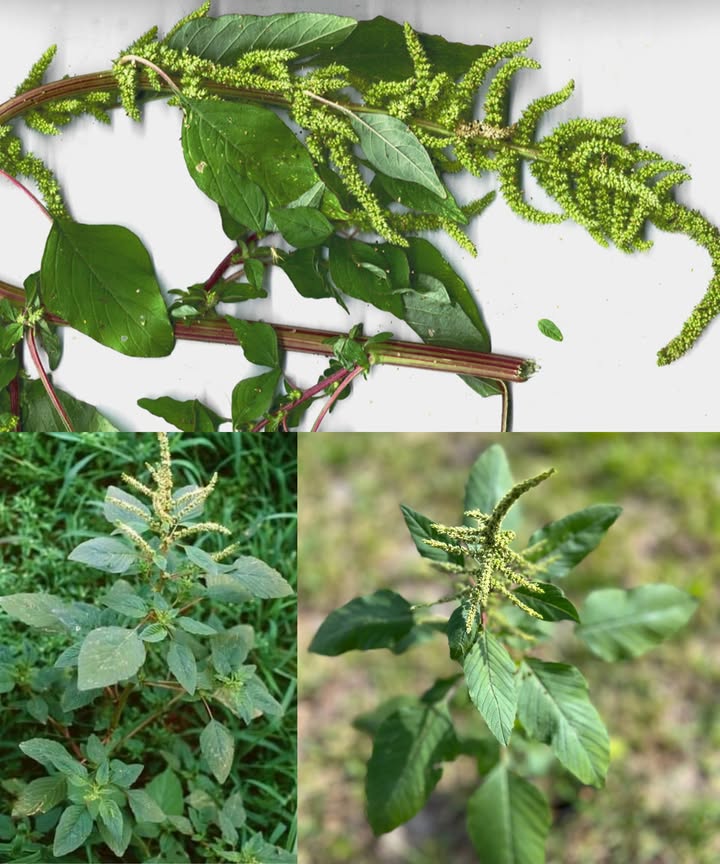 Bledo Blanco: el verde medicinal olvidado 

 Rico en vitaminas A, C, K y minerales como hierro, calcio y magnesio
 Antiinflamatorio, depurativo y cicatrizante
 Usado en cocina, infusiones y remedios caseros

Beneficios clave:
 Mejora digestión y alivia estreñimiento
 Desintoxica hígado y purifica la sangre
 Combate anemia por su alto hierro
 Reduce inflamación y ayuda a cicatrizar
 Efecto diurético y apoyo a vías urinarias
 Baja fiebre y fortalece defensas
 Regula ciclo menstrual y alivia cólicos

Cómo usarlo:
 Té  Hojas frescas o secas, reposar 10-15 min en agua hirviendo
 Cataplasma  Hojas trituradas sobre piel inflamada o heridas
綾 En comidas  Cocinar como espinaca en sopas, guisos o salteados

 Evitar zonas contaminadas y moderar consumo si hay cálculos renales o sensibilidad a oxalatos.

 Un súper alimento natural que crece a tu alrededor y merece volver a tu mesa.