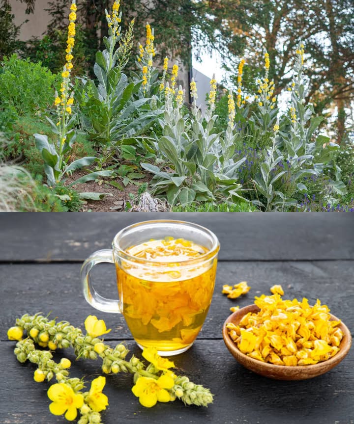 Gordolobo: la planta silvestre que respira salud a tus pulmones El gordolobo Verbascum thapsus es un aliado natural para la salud respiratoria. Su acción calmante y expectorante ayuda a aliviar tos, bronquitis, asma y congestión pulmonar, apoyando la recuperación durante enfermedades estacionales y problemas respiratorios crónicos. Beneficios respiratorios del gordolobo Disuelve y expulsa la mucosidad Calma los tejidos inflamados Alivia dolor de garganta y sibilancias Apoya la respiración post-COVID y afecciones como EPOC Combate infecciones de los senos paranasales y laringitis Identificación en la naturaleza Primer año: roseta baja de hojas grandes, suaves y peludas, verde grisáceo Segundo año: tallo floral de hasta 2 m con flores amarillas en racimos Hojas: densamente cubiertas de pelos lanudos, oblongas y gruesas Aroma: suave y terroso al triturar Prefiere zonas soleadas y secas como bordes de caminos y campos abiertos Cosecha y secado Hojas: primavera hasta principios de otoño, del primer año Flores: mediados a finales del verano Secado: en capa única, lejos del sol, en lugar seco y oscuro; conservar en recipientes herméticos Consejo: cosechar lejos de carreteras y contaminantes Usos para la salud pulmonar Té de gordolobo: 1 cucharada de hojas o flores secas por taza de agua hirviendo; reposar 1015 min; colar y beber hasta 3 tazas al día Inhalación de vapor: añadir hojas a agua hirviendo, inhalar 510 min para aliviar congestión Tintura: 12 gotas en un vaso de agua hasta 3 veces al día, acción más potente y duradera Aceite para frotaciones: infusionar flores en aceite de oliva 24 semanas; usar externamente para masajes en pecho o espalda Consejos extra Combinar con tomillo, raíz de regaliz o helenio para potenciar el efecto Evitar mezclar con lácteos, no recomendado para aumentar mucosidad Colar bien el té para niños, seguro y eficaz también en adultos Precaución El gordolobo es seguro y no tóxico, pero no reemplaza tratamiento médico en afecciones graves. Consultar a un profesional si los síntomas persisten. Mujeres embarazadas o lactantes deben recibir orientación médica antes de su uso.