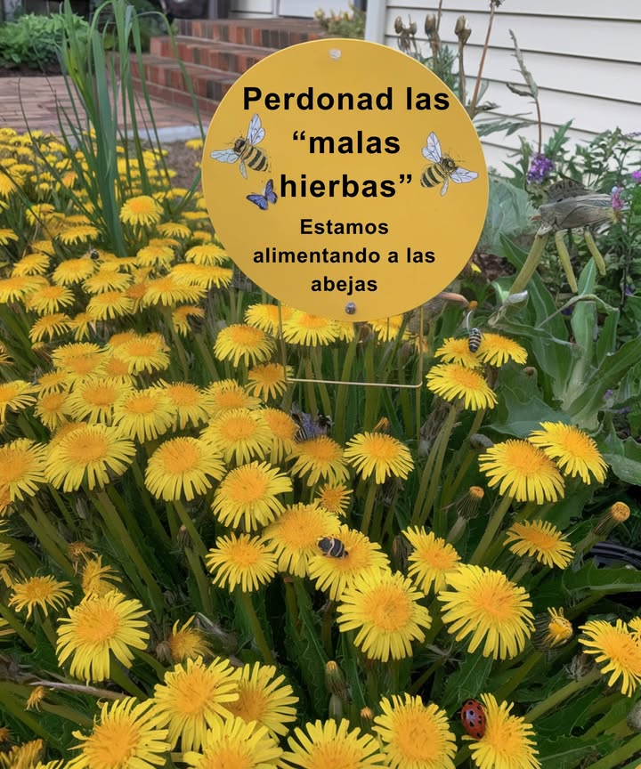El diente de león no es el enemigo Durante décadas, las empresas químicas nos hicieron creer que estas pequeñas flores amarillas debían eliminarse. Pero son alimento temprano para las abejas, sanadoras del suelo y seguras para niños y mascotas. Dejemos atrás ese rechazo y celebremos lo que la naturaleza nos ofrece de forma gratuita. Un jardín sano no siempre es un césped perfecto.