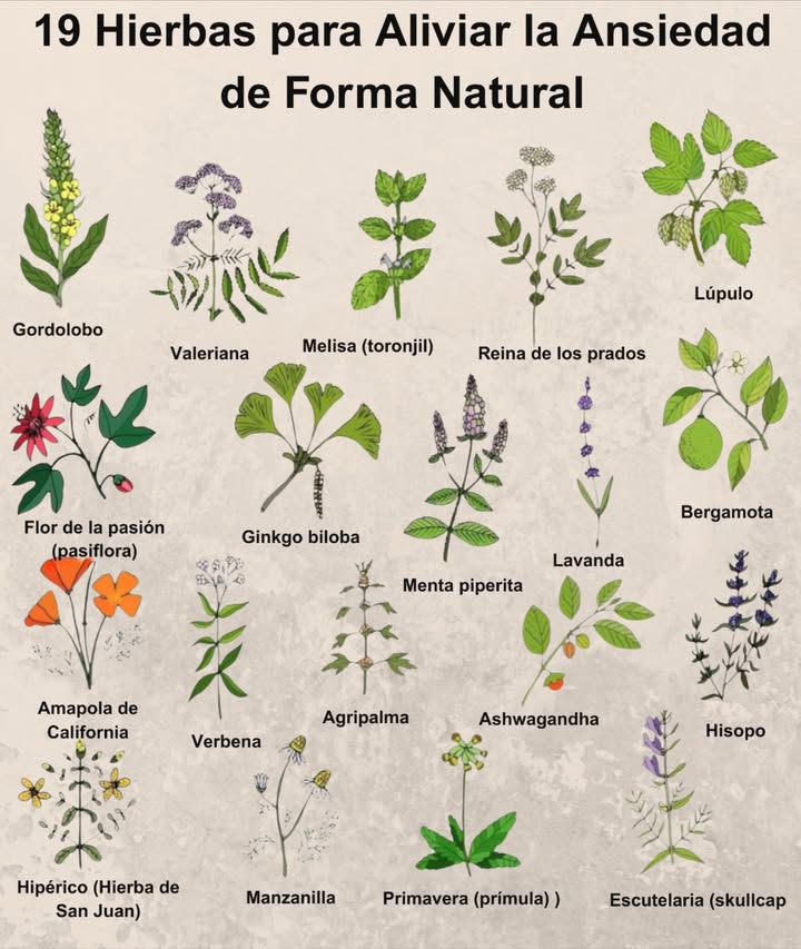 19 Hierbas para Aliviar la Ansiedad de Forma Natural Gordolobo Alivia problemas respiratorios. Valeriana Sedante natural contra el insomnio. Melisa Calma los nervios y mejora el ánimo. Ulmaria Suave efecto calmante para dolores de cabeza. Lúpulo Relaja y favorece el sueño. Pasiflora Reduce ansiedad e inquietud. Ginkgo Biloba Mejora la circulación y la claridad mental. Menta Alivia la tensión digestiva. Lavanda Disminuye el estrés y el insomnio. Bergamota Aroma cítrico relajante y estimulante. Amapola de California Favorece el sueño y la relajación. Verbena Para agotamiento nervioso. Agripalma Calma palpitaciones por estrés. Ashwagandha Adaptógeno contra el estrés. Hisopo Relaja y cuida el sistema respiratorio. Hierba de San Juan Equilibra el estado de ánimo. Manzanilla Clásica para calmar y dormir. Primavera Cowslip Tradicional contra la tensión nerviosa. Escutelaria Alivia la ansiedad y fomenta la relajación. Siembra, cosecha y sana de forma natural.