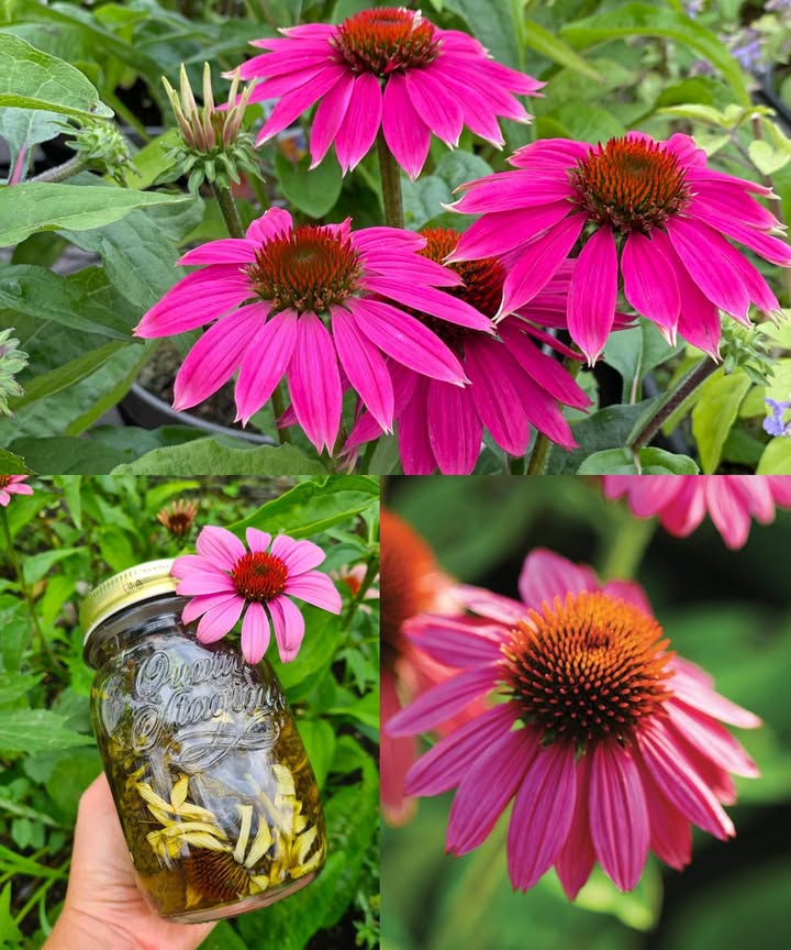 Equinácea Echinacea: 25 beneficios y cómo usarla en casa La equinácea, una flor morada originaria de Norteamérica, ha sido usada durante siglos como aliada natural para fortalecer el cuerpo. Famosa por combatir los resfriados, pero sus propiedades van mucho más allá. 25 beneficios de la equinácea Refuerza el sistema inmunológico. Combate resfriados y gripes. Reduce la inflamación. Calma el dolor de garganta. Acelera la cicatrización de heridas. Alivia la tos. Combate infecciones bacterianas y virales. Ayuda con el acné. Disminuye la ansiedad y el estrés. Favorece la salud bucal. Mejora la apariencia de la piel. Regula el azúcar en sangre. Previene infecciones urinarias. Fortalece el sistema respiratorio. Reduce la fiebre. Combate hongos de forma natural. Actúa como potente antioxidante. Alivia dolores leves. Favorece la digestión. Puede inhibir células cancerosas. Mejora la vitalidad general. Aumenta el buen ánimo. Despeja la congestión nasal. Calma picaduras e irritaciones. Apoya la limpieza del sistema linfático. Cómo usar la equinácea en casa 1. Té de equinácea Para resfriados, tos e inflamación. 1 cda de equinácea seca o 2 frescas. 1 taza de agua hirviendo. Dejar reposar 10-15 min, colar y beber tibio 1-3 veces al día. 2. Tintura de equinácea Para energía y defensas. Llenar un frasco hasta la mitad con equinácea seca. Cubrir con alcohol 4050%. Dejar macerar 2-4 semanas en un lugar oscuro, agitando a diario. Colar y guardar en botella oscura. Tomar 1030 gotas en agua, 1-3 veces al día. 3. Lavado de piel o compresa Para acné, heridas o picaduras. Preparar té, dejar enfriar. Aplicar con un paño limpio sobre la piel. 4. Enjuague bucal Para úlceras o encías inflamadas. Preparar té concentrado. Dejar enfriar y hacer buches 30 segundos, sin tragar. 5. Ungüento de equinácea Para picaduras, irritaciones o cortes. Dejar en infusión la planta seca en aceite de oliva 2 semanas. Colar, mezclar con cera de abejas y dejar enfriar. 6. Inhalación de vapor Para congestión y sinusitis. Hervir té concentrado. Inhalar el vapor con una toalla sobre la cabeza durante 510 min. 7. Polvo de equinácea Para fortalecer desde dentro. Secar la planta, molerla y guardar en frasco seco. Tomar 1 cdta diaria en jugo o batido. Consejos Cultiva equinácea en tu jardín: fácil, resistente y decorativa. No la tomes de forma continua por meses. Usa por periodos cortos. Haz prueba de piel antes de usar externamente. La equinácea combina belleza y poder curativo, siendo una de las plantas más completas para fortalecer el cuerpo y mantener la salud de forma natural.