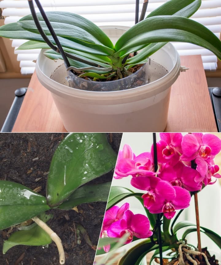 Orquídeas en Flor: El Fertilizante Casero que las Hace Estallar de Vida Las orquídeas, símbolo de elegancia y color, pueden transformarse por completo con un simple gesto: una dosis de nutrientes naturales. Cuando las hojas amarillean y los brotes se marchitan, es señal de que necesitan un refuerzo. Claves para una floración abundante: Riego correcto: siempre después de sumergir la maceta en agua durante 20-30 minutos. Luz filtrada: evita el sol directo para proteger flores y raíces. Sustrato aireado: corteza de pino, musgo y perlita para evitar la pudrición. Fertilización inteligente: cada 15 días en época de crecimiento primavera-verano. Cáscara de plátano Rica en potasio y magnesio. Macera durante 7 días en agua y riega sin diluir. 龍 Ajo poderoso Dos dientes machacados en 600 ml de agua. Deja reposar 24 h, filtra y sumerge las raíces por 30 minutos. Té negro Infusión fuerte enfriada para fortalecer y nutrir. Ideal una o dos veces por semana. Canela protectora Espolvorea sobre raíces dañadas o en el sustrato para evitar hongos y moho. Un gesto sencillo con ingredientes naturales y tus orquídeas rebosarán de flores como nunca. Belleza viva y sin químicos.