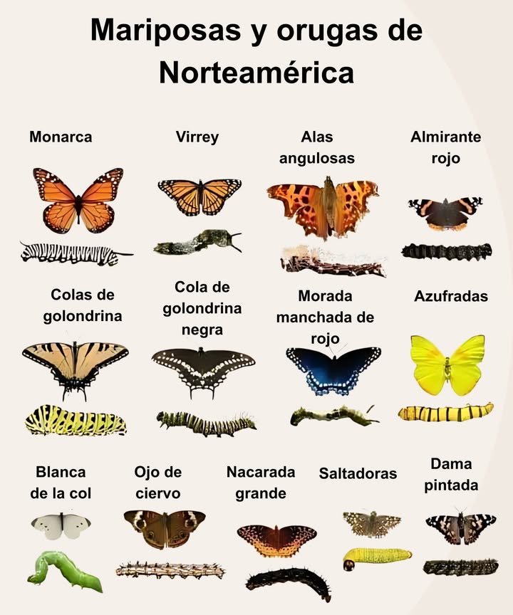 Conoce a los visitantes del jardín: los que revolotean y los que mordisquean hojas Monarcas y virreyes se parecen, pero solo uno imita Las colas de golondrina muestran franjas llamativas en ambas fases Vanesas y carderas migran largas distancias Los amarillos y las mariposas de la col son habituales en huertos Los fritilarios, hespéridos y alas angulares se camuflan en los bordes del bosque Reconocer ambas formas ayuda a apoyar a las especies nativas en tu jardín Identificar orugas te permite proteger polinizadores mientras cultivas de forma natural. La emblemática mariposa monarca está ahora oficialmente en peligro de extinción en Norteamérica. Una de las principales causas: la pérdida de algodoncillo, su única planta hospedadora y alimento exclusivo de las orugas. Este otoño es el momento ideal para sembrarlo: el frío invernal favorece la germinación en primavera. Juntos podemos dar a las monarcas la oportunidad que tanto necesitan. #JardínDeMariposas #IdentificaciónDeOrugas #SalvemosALasMonarcas