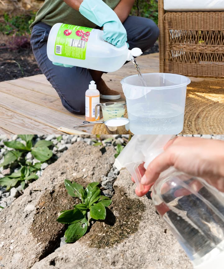 Herbicida casero con vinagre: barato, ecológico y muy eficaz Di adiós a las malas hierbas con este potente remedio natural que respeta tu jardín y el planeta. 林 Ingredientes infalibles: 3-4 L de vinagre blanco 1 vaso de sal gruesa 1 cucharada de lavavajillas o jabón negro líquido Mezcla todo y vierte en un pulverizador Aplicación ideal: Rocía directamente sobre las malas hierbas en días soleados Sol vinagre = eliminación total de brotes indeseados 離 Cómo actúa: El vinagre deshidrata las hojas La sal refuerza el efecto secante El jabón mejora la adherencia en las hojas Precaución: No apliques sobre plantas que quieras conservar Usa guantes y gafas si el vinagre es muy ácido Otros métodos naturales: Agua hirviendo 蓼 Bicarbonato Capas de periódico Mulching con agujas de pino Combina con deshierbe manual y mantillo Resultado: jardín limpio, sano y libre de químicos