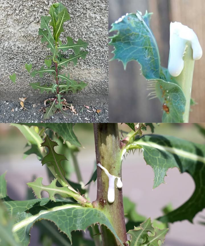 El secreto de la lechuga silvestre: savia calmante con poder ancestral La Lactuca virosa, conocida como lechuga de opio, guarda en su interior un tesoro blanco y lechoso: el lactucarium. Usado desde hace siglos, este extracto natural ofrece efectos sedantes y analgésicos suaves, sin contener opiáceos. Cómo recolectar la savia de lechuga silvestre Busca plantas altas y maduras en bordes de caminos o campos abiertos. Corta el tallo cerca de la base. Raspa la savia blanca con una cuchara o sobre un plato de vidrio. Deja secar hasta formar una resina marrón. Guarda en frasco hermético lejos de la humedad. Usos tradicionales del lactucarium Alivio de dolores leves y musculares Relajación profunda y conciliación del sueño Alivio de la tos persistente Reducción de ansiedad y nerviosismo Ligera sensación de bienestar y calma 離 Formas de uso seguras Tintura casera: Mezcla savia seca con alcohol Deja reposar 24 semanas Usa 12 gotas en agua Té calmante con hojas secas: Infusiona 12 cucharaditas en agua caliente Ideal antes de dormir Uso tópico: Mezcla con aceite de coco Aplica sobre zonas con tensión muscular Precauciones esenciales No apta para embarazadas ni niños No aplicar sobre heridas No sustituye tratamientos médicos Comienza siempre con dosis pequeñas Un remedio ancestral que invita al descanso, aliviando cuerpo y mente de forma natural. Disfruta de su poder con respeto y conciencia.