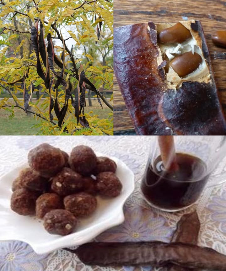 Árbol de algarrobo Gleditsia triacanthos: Poder oculto para la salud y el hogar El algarrobo, majestuoso y resistente, esconde secretos medicinales y prácticos en su corteza, hojas, vainas y semillas. Usado durante siglos por tribus nativas y herbolarios, combina nutrición, bienestar y sostenibilidad. Beneficios para la salud Antimicrobiano: decocciones de corteza y vainas para heridas, encías y enjuagues bucales. Digestión: pulpa dulce de las vainas actúa como laxante natural y mejora la salud intestinal. Respiratorio: infusiones de corteza y vainas alivian tos, asma y congestión. Antiinflamatorio: cataplasmas de corteza o hojas reducen hinchazón, dolor e irritación. Desintoxicante: antioxidantes naturales apoyan la función hepática y eliminan toxinas. Usos culinarios Pulpa dulce: jarabes, batidos o edulcorante natural para postres y horneados. Semillas tostadas: alternativa al café sin cafeína con aroma a nuez y tierra. Bebidas fermentadas: infusiones de vainas dulces para vinos o bebidas suaves. Cuidado de la piel y cabello Limpiador facial: polvo de corteza con miel para piel limpia y rejuvenecida. Lavado capilar: agua de vainas para fortalecer raíces y eliminar grasa del cuero cabelludo. Usos prácticos y ambientales Madera dura: muebles, postes y construcciones resistentes. Alimento para ganado: vainas ricas en azúcar y proteínas. Suelo fértil: mejora la tierra al fijar nitrógeno y enriquecerla naturalmente. Seguridad y precauciones Evitar confundir con la acacia negra Robinia pseudoacacia, tóxica. Comenzar con cantidades pequeñas si se tienen alergias o estómago sensible. Algarrobo: nutrición, curación y sostenibilidad Desde sus vainas dulces hasta su corteza medicinal, el árbol de algarrobo es un aliado natural para la salud, la cocina y el bienestar del hogar. Fácil de preparar en infusiones, cataplasmas o polvos, incluso los principiantes pueden aprovechar sus tesoros ocultos.