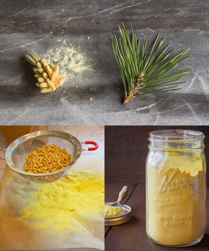 El poder del polen de pino: el polvo dorado de la naturaleza El polen de pino es un auténtico tesoro natural. Llamado el superalimento dorado, está cargado de vitaminas, minerales y antioxidantes que fortalecen el cuerpo, equilibran las hormonas y aportan energía pura desde la naturaleza. Principales beneficios Aumenta la testosterona y la vitalidad natural. Refuerza el sistema inmunitario y la resistencia física. Favorece la fertilidad y el equilibrio hormonal. Retarda el envejecimiento celular y mejora la piel. Potencia la memoria, concentración y ánimo. Apoya la salud del corazón, hígado, tiroides y riñones. Mejora el sueño, la digestión y la circulación. Fortalece cabello, uñas, huesos y articulaciones. Actúa como un multivitamínico natural lleno de energía y vitalidad. Cómo recolectarlo Busca pinos machos en primavera, con amentos amarillos que sueltan polvo fácilmente. Corta los amentos y déjalos secar 12 días en lugar cálido. Agítalos sobre un recipiente y tamiza el polen con un colador fino. Guárdalo en un frasco de vidrio, en sitio fresco y oscuro o en el congelador. Cómo usarlo Añade 1 cucharadita a batidos, yogures o infusiones tibias. Mézclalo con miel cruda para una pasta energética. Tómalo en cápsulas o tintura polen macerado en alcohol durante 23 semanas. El polen de pino es un concentrado de vida. Úsalo con moderación cucharadita al día al inicio y disfruta del impulso natural que ofrece este polvo dorado.