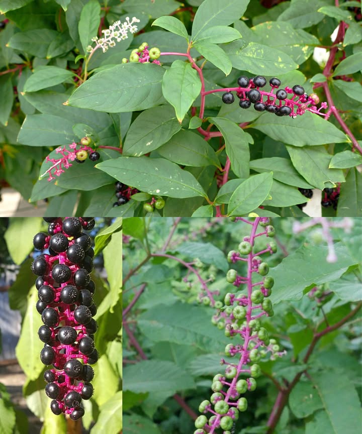 Phytolacca americana: planta hermosa, pero letal No todo lo que brilla es seguro en el jardín. Aspecto atractivo, peligro mortal La hierba carmín deslumbra con sus bayas moradas y tallos rojizos, pero cada parte es tóxica: raíz, hojas, tallos y frutos. Toxinas presentes Contiene fitolacatoxina y fitolaccigenina, dañinas para el sistema digestivo, nervioso y cardíaco. Riesgo para niños y mascotas Sus bayas se confunden fácilmente con uvas silvestres: una sola puede causar intoxicación severa. 離 Síntomas de envenenamiento Vómitos, diarrea con sangre, dolor abdominal, confusión, dificultad para respirar, convulsiones. Requiere atención médica urgente. No la toques sin protección La savia irrita la piel. Nunca la quemes: su humo también es tóxico. 理 Cómo eliminarla con seguridad Usa guantes, retira toda la raíz y bótala en bolsas selladas. Nunca la compostes. Dato curioso, pero peligroso En el sur de EE. UU. se usaban hojas jóvenes cocidas como poke sallet, pero incluso tras hervirlas varias veces, sigue siendo arriesgado. Regla de oro del jardinero consciente Nunca la consumas, ni permitas que animales o niños se acerquen. Su belleza no vale el riesgo.