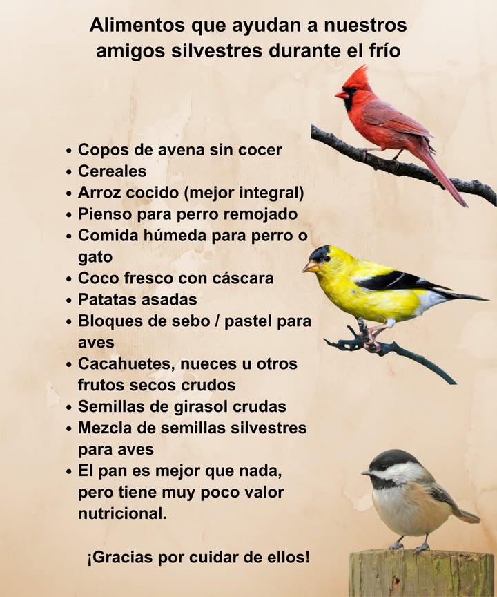 Cuando llega el frío, la comida escasea. Un puñado de avena, semillas o sebo puede significar supervivencia. Cacahuetes, arroz o patatas asadas: un pequeño gesto, un gran impacto. Evita el pan cuando puedas: llena, pero no alimenta. Cada comida que compartes mantiene viva a la vida silvestre un poco más.