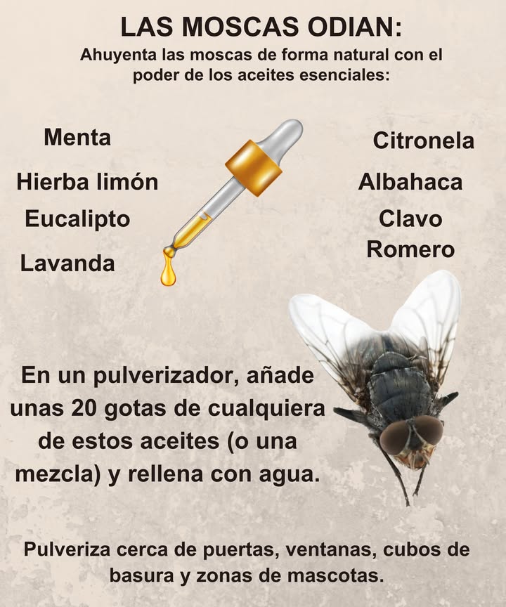 LAS MOSCAS ODIAN ESTOS ACEITES ESENCIALES! Sin químicos agresivossolo defensa natural en un frasco. Menta: Satura sus sentidos Hierba de limón: Bloquea zonas de aterrizaje Eucalipto: Aroma intenso que las ahuyenta al instante Lavanda: Agradable para ti, molesta para ellas Citronela: Clásico repelente de moscas y mosquitos Albahaca: Aroma herbal fuerte que protege la cocina Clavo de olor: Repele moscas domésticas y de la fruta Romero: Terroso y eficaz contra plagas voladoras Spray casero: Agrega 20 gotas de uno o mezclados en un pulverizador Rellena con agua. Dónde usar: Cerca de puertas, ventanas, basureros y rincones de mascotas. Mantén tu espacio libre de moscas, fresco y seguro #RepelenteNaturalDeMoscas