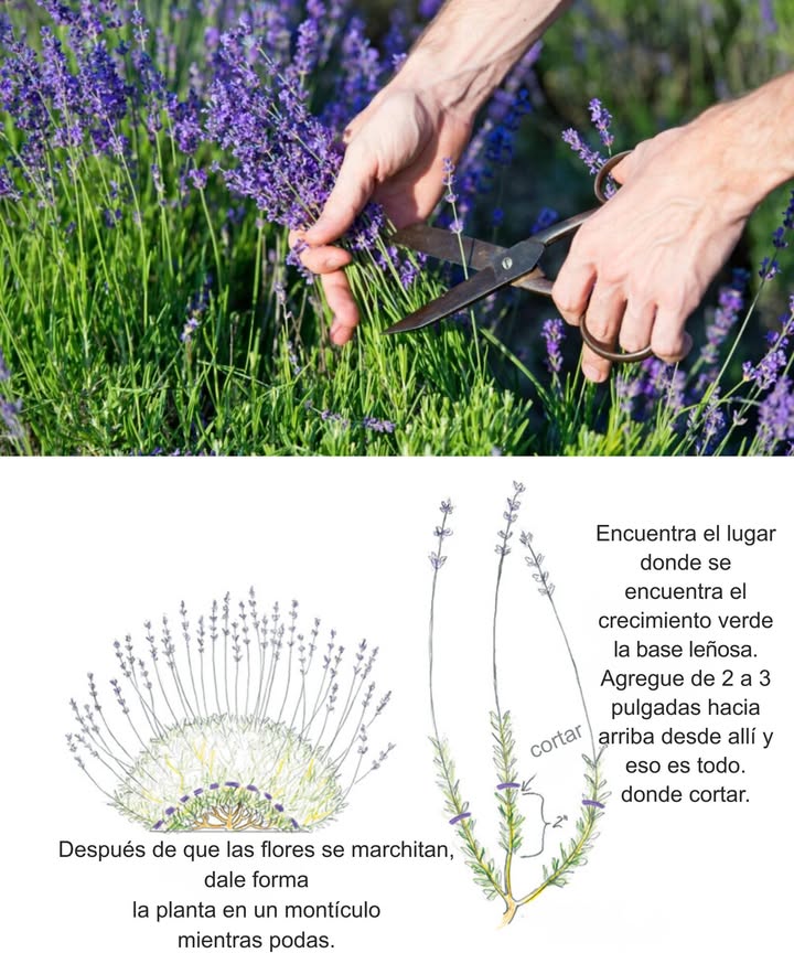 Cómo y Cuándo Podar la Lavanda Beneficios de la Poda Estimula nuevos brotes y mantiene la planta compacta Favorece más flores y prolonga la floración Previene moho y hongos eliminando ramas secas Cuándo Podar Primavera marzo-abril: poda ligera, elimina ramas muertas, recorta un tercio sin tocar la base leñosa Tras la floración finales de primavera o verano: poda más profunda, un tercio por encima del follaje verde para incentivar segunda floración Cómo Podar Herramientas limpias y afiladas Cortar sobre hojas verdes, nunca en tallos leñosos Mantener forma redondeada y compacta Retirar flores marchitas para prolongar floración Consejos Extra Suelo bien drenado y pleno sol Riegos moderados, prefiere sequedad a exceso de agua En climas fríos, proteger con mantillo y repasar en primavera Una poda correcta asegura lavandas sanas, duraderas y aromáticas, llenando el jardín de color y fragancia año tras año.