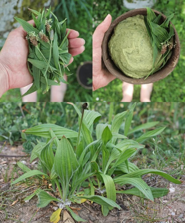 Plantago lanceolata: la planta medicinal todoterreno Beneficios principales: Alivia problemas respiratorios: tos y bronquitis. Reduce inflamación: artritis y dolores musculares. Cura heridas: antiséptico y cicatrizante natural. Alivia irritación de la piel: picaduras, erupciones y quemaduras leves. Favorece digestión: indigestión, hinchazón y tránsito intestinal. Aumenta inmunidad: antioxidantes y vitaminas. Alivia dolor de garganta con infusión. Mejora salud urinaria: efecto diurético y detox. Reduce alergias: alivia síntomas estacionales. Promueve salud bucal: encías, mal aliento y bacterias. Apoya corazón: antioxidantes y antiinflamatorio. Calma espasmos musculares. Mejora la piel: tez clara y saludable. Combate infecciones bacterianas y fúngicas. Cómo usar Plantago lanceolata: Infusión de hojas: alivia tos, digestión y garganta. Cataplasma curativa: hojas machacadas sobre heridas o picaduras. Aceite o bálsamo infusionado: masajes y cuidado de la piel. Añadir a comidas: ensaladas, sopas o salteados. Enjuague bucal natural: combate mal aliento y reduce inflamación. Bebida desintoxicante: hojas con agua y limón, fortalece hígado e inmunidad. Plantago lanceolata, un remedio natural potente Desde aliviar la tos hasta mejorar la piel y la digestión, esta planta es fácil de incorporar a tu vida diaria y llena de beneficios naturales.