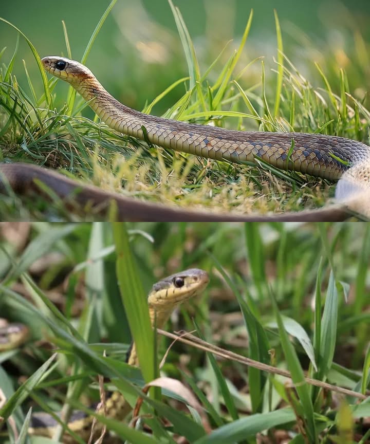 Las serpientes huirán rápidamente de tu jardín con estos simples pasos para eliminar olores que las atraen Olores que atraen serpientes y cómo controlarlos: Olor a aves Excrementos y nidos viejos atraen depredadores en busca de huevos o polluelos. Limpieza regular de excrementos y retiro de nidos abandonados reduce la presencia de reptiles. Comederos para pájaros La comida dispersa concentra aves y crea el escenario perfecto para serpientes. Coloca comederos a altura adecuada y limpia los restos de comida debajo. Usa comederos con protección para evitar dispersión de alimento. Olor a roedores Ratones y ratas son el alimento principal de las serpientes. Controla la población con trampas, repelentes ultrasónicos y almacenamiento hermético de alimentos. Mantener la zona limpia de rastros de roedores disminuye la atracción de reptiles. Zonas húmedas y olor a pescado Estanques, fuentes y humedales atraen serpientes por agua y peces. Instala redes protectoras y limpia regularmente los cuerpos de agua para reducir el atractivo. Extra: Las serpientes dejan feromonas que atraen a otras. Inspecciona y elimina posibles refugios para mantener el jardín seguro. Con estos cuidados, tu espacio se mantiene protegido y libre de visitantes no deseados, creando un entorno seguro para tus plantas y mascotas.