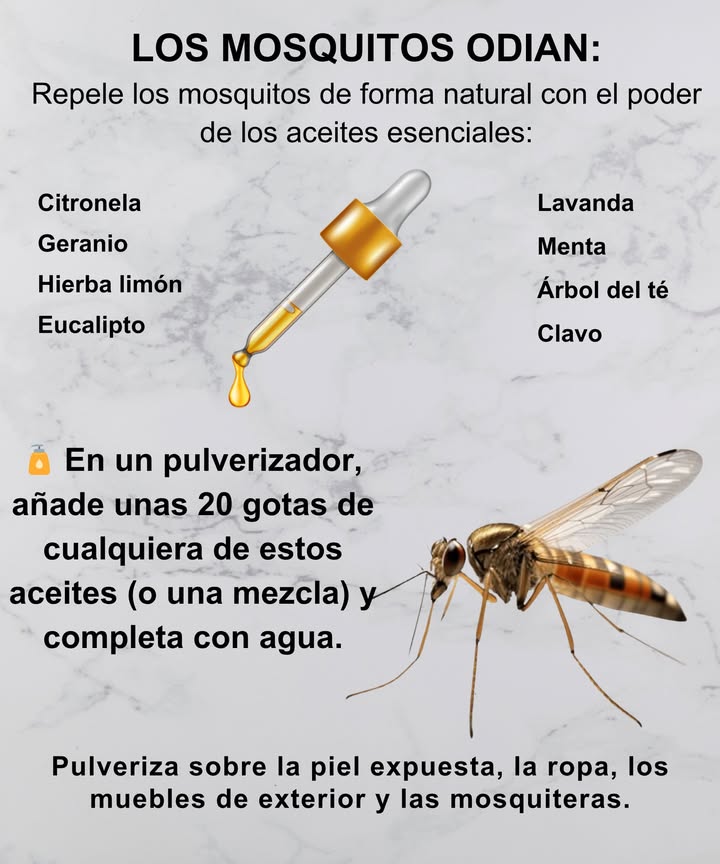 Olvídate del DEET: ahuyenta mosquitos de forma natural con aceites esenciales que sí funcionan Citronela El repelente natural por excelencia Hierba limón Aroma cítrico intenso que evita el mosquito Eucalipto Protección duradera y eficaz Lavanda Relajante para ti, repelente para ellos Menta Refrescante e irritante para los insectos Árbol de té Antimicrobiano y repelente Clavo Potente y eficaz Geranio Especialmente útil contra mosquitos y mosquitas 林 En un pulverizador, añade unas 20 gotas de uno o varios de estos aceites y completa con agua. Rocía sobre la piel expuesta, ropa, muebles de exterior y mosquiteros. Reaplica cada pocas horas si estás al aire libre Seguro, no tóxico y con un aroma agradable