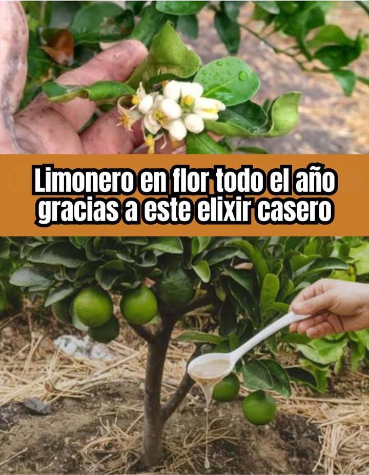 Elixir casero para un limonero en flor todo el año 

Una mezcla sencilla, nutritiva y eficaz que estimula la floración y la fructificación.

籠 Preparación:
 1 litro de agua  4 cucharaditas de copos de avena molidos
 1 cucharadita de canela
 1 cucharadita de azúcar moreno
 Cubrir y dejar fermentar durante 2 días en un lugar cálido
 Diluir luego en 5 litros de agua
 Aplicar al pie del limonero, cerca de las raíces
 Repetir cada 15 días 

 Rico en nutrientes naturales, este elixir fortalece el árbol y estimula una floración abundante.

#ElixirCasero #Limonero #Floración  #PlantasFeliz