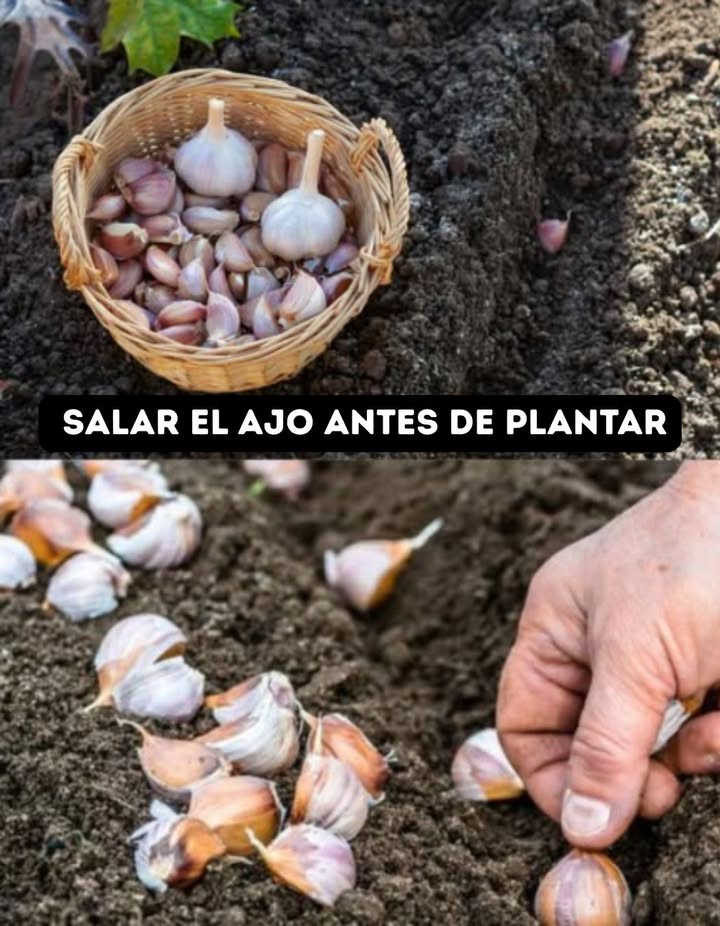 龍 SALAR EL AJO ANTES DE PLANTAR
Un truco ancestral para cosechas grandes y sanas 
 Preparación
 Disolver 1 cda de sal en 1 litro de agua tibia
 Separar los dientes de la cabeza de ajo
 Sumergir en la solución 1520 minutos
 Sacar y dejar secar completamente
 Plantación
 Colocar con la raíz hacia abajo
 Dejar 78 cm entre dientes y 20 cm entre filas
 Cubrir con hojas secas, turba o compost, perfecto para inviernos fríos
 Cuidados
 En primavera, retirar la cubierta protectora
 Brotes verdes aparecerán fuertes y saludables
 Protección natural contra plagas y enfermedades, con cabezas de ajo grandes, sabrosas y resistentes.
#Saludable #CultivoDeAjo  #AgriculturaOrgánica 龍