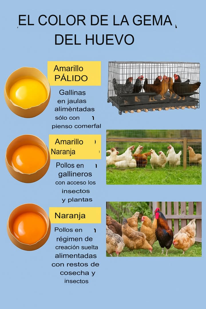 Sabías que el color de la yema del huevo depende de lo que come la gallina? 讀 Las gallinas criadas en jaulas con alimentación industrial producen yemas de color amarillo pálido. Cuando tienen acceso a algunas plantas e insectos, la yema se vuelve más anaranjada y vibrante. Las yemas más intensas y llenas de nutrientes provienen de gallinas que crian libres, que comen vegetales, restos de cosechas y pequeños insectos. 綾 Esto se debe a los carotenoides, pigmentos naturales que están en los alimentos y que tiñen la yema de diferentes colores. 陋 Cuanto más natural y variada sea su dieta, más saludable será la yema y más beneficios tendrá para ti.