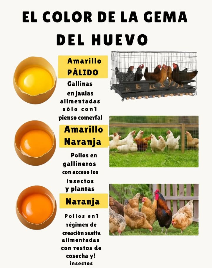 讀 Color de la yema y alimentación de la gallina 讀 1 Gallinas alimentadas solo con pienso industrial producen yemas de color amarillo pálido. 2 Con consumo de algunas plantas e insectos, la yema adquiere un tono más anaranjado. 3 Gallinas criadas en libertad, con vegetales, restos de cultivos e insectos, generan yemas más intensas y nutritivas. 4 Los carotenoides, pigmentos naturales de los alimentos, son los responsables de la variación del color. 5 Cuanto más natural y variada es la dieta, más saludable y vibrante resulta la yema.