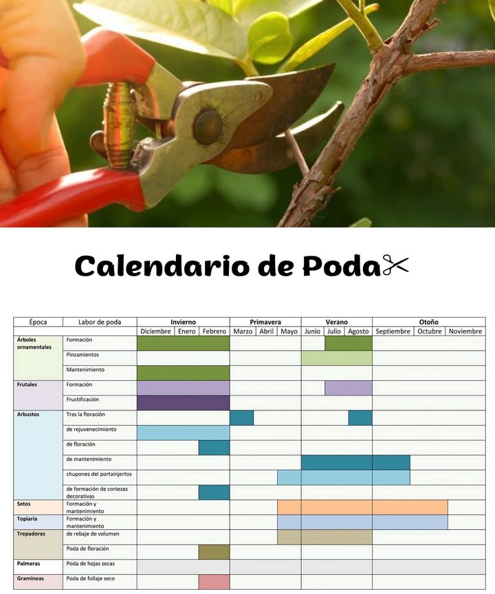 Guía rápida de poda: cuándo, cómo y para qué 1 Objetivos Dar forma y mejorar estética. Aumentar floración, fructificación y vigor. 2 Momento adecuado Planifica según floración y fructificación de cada especie para no perder flores ni frutos. 3 Herramientas básicas Tijeras de podar para cortes limpios. Serrucho para ramas gruesas. Desinfecta antes y después. 4 Calendario mensual Enero: Árboles de brotación temprana ciruelos, almendros, moreras. Febrero: Arbustos de flor y trepadoras tras la floración invernal. Marzo: En climas cálidos, continuar podas; en fríos, completar lo pendiente de febrero. Abril: Evita podar; pleno esplendor vegetativo. Mayo: Elimina chupones y rebrotes basales. Junio: Controla excesos de crecimiento y sombreamiento. JulioAgosto: Poda de formación de verano en frutales ciruelos, cerezos. Septiembre: Aclara ramas enmarañadas y mejora ventilación. OctubreDiciembre: En zonas frías, evita podar; enfoca en huerto y mantenimiento. 5 Tipos de poda Formación: Define estructura y altura. Mantenimiento: Quita ramas secas, cruzadas o mal orientadas. Poda verde: En temporada activa, controla vigor y equilibra la copa. Desmoche: Ensancha y limita altura; úsala con criterio para evitar brotes débiles. Amputación: Rejuvenece árboles viejos con cortes estructurales dosificados. 6 Según tipo de hoja Caducas: Durante parada invernal, fuera de heladas severas. Perennes: Antes del brote primaveral, con cortes ligeros y selectivos. 7 Técnica de corte Corta 0,51 cm por encima de una yema orientada hacia fuera. En ramas grandes, usa corte en tres pasos para evitar desgarros. No selles salvo indicación fitosanitaria. 8 Cuidados posteriores Riega de apoyo si hay sequía. Acolcha con materia orgánica sin tocar el tronco. Vigila plagas y hongos en cortes recientes. 9 Seguridad Guantes, gafas, calzado firme. Evita trabajos en altura sin anclajes o cerca de tendidos eléctricos. Con calendario, técnica correcta y mantenimiento regular, tus plantas conservan estructura, sanidad y una floración y cosecha superiores.