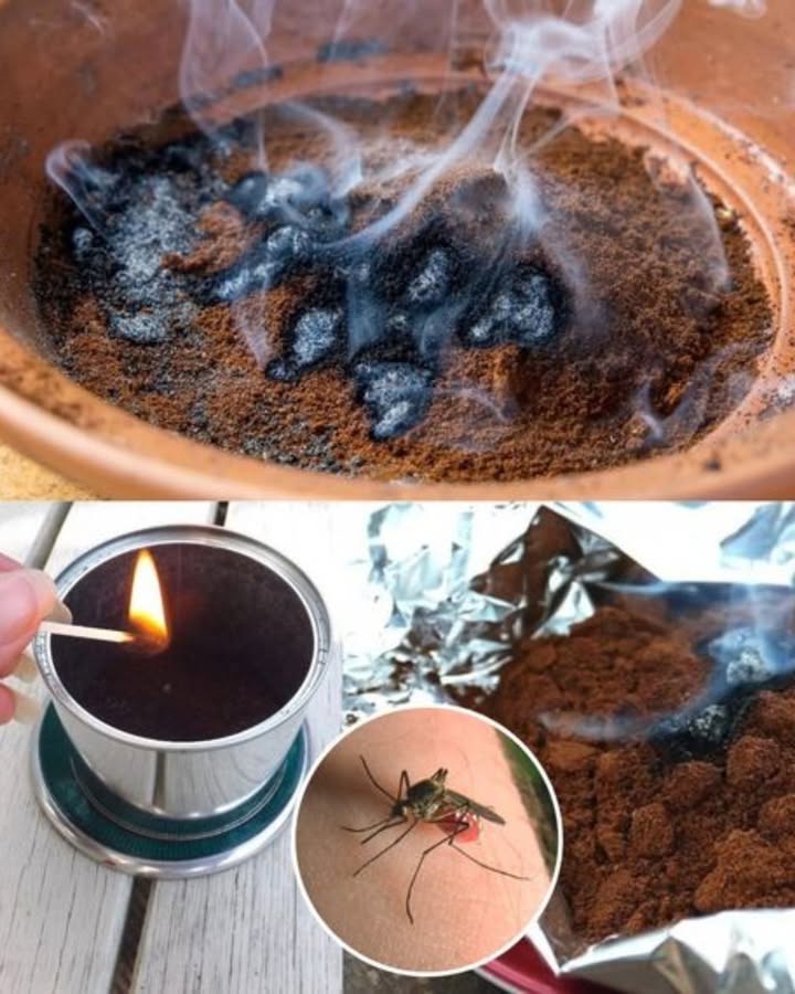 Si quieres eliminar mosquitos de forma natural y eficaz, usa café Preparar el repelente con café exterior Extender posos de café sobre un plato forrado con papel de aluminio. Dejar secar completamente en un lugar fresco y seco. Colocar el plato en la terraza, balcón o jardín. Encender los posos secos: el humo ahuyentará a los mosquitos. Repetir cuando sea necesario para mantener la zona libre de insectos. Usar café dentro de casa Colocar pequeños cuencos con posos de café cerca de ventanas y puertas. Preparar café fuerte, dejar enfriar y verter en un pulverizador. Rociar en puntos de entrada y rincones oscuros donde suelen esconderse los mosquitos. Renovar los posos o volver a pulverizar cada pocos días para mantener la eficacia. Ventajas del café como repelente 100 % natural, económico y fácil de conseguir. No contiene productos químicos agresivos. El humo desprende un aroma agradable, a diferencia de los repelentes industriales. Aprobado como método ecológico y eficaz para mantener alejados a los mosquitos.