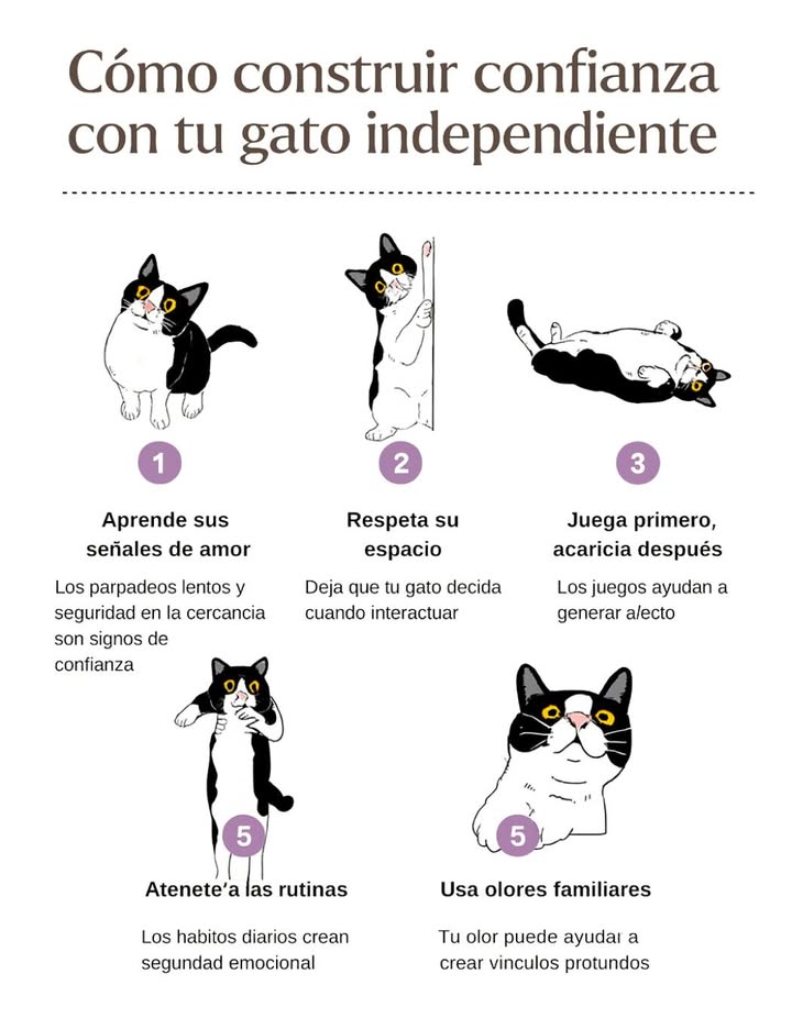 Cómo construir confianza con tu gato independiente 

Los gatos son criaturas de rutinas, pequeños gestos y confianza ganada con paciencia. Comprender su lenguaje y respetar su espacio fortalece el vínculo día a día.

 Claves para una relación de confianza:
1 Aprende sus señales de amor  los parpadeos lentos y la cercanía muestran seguridad.
2 Respeta su espacio  deja que elija cuándo interactuar.
3 Juega primero, acaricia después  el juego suaviza el acercamiento.
4 Mantén rutinas  los hábitos constantes crean tranquilidad.
5 Usa olores familiares  tu olor refuerza su conexión contigo.

 La confianza con un gato no se exige, se cultiva con respeto, constancia y cariño silencioso.