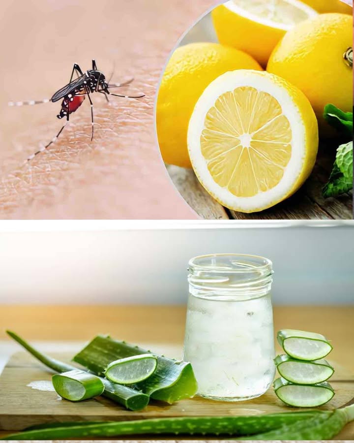 烈 Mosquitos: la mezcla a base de limón que los destruye en 2 segundos adiós picazón para siempre Método simplificado con instrucciones: Exprime el limón: Corta un limón por la mitad y exprime todo el jugo. Cuela el jugo para eliminar semillas y restos de pulpa. Prepara el gel de aloe: Si tienes una planta e aloe, corta una hoja y extrae el gel transparente. Si no, usa gel de aloe puro al 99% de farmacia. Mezcla los ingredientes: Combina partes iguales de jugo de limón y gel de aloe vera en un recipiente limpio. Remueve hasta obtener una mezcla homogénea. Aplicación para aliviar picaduras: Aplica una pequeña cantidad directamente sobre la picadura. Deja actuar unos minutos hasta que la piel absorba la mezcla. Notarás alivio inmediato del picor y la hinchazón. Uso como repelente natural: Extiende una fina capa sobre brazos, piernas y cuello antes de salir. Repite cada 34 horas o tras lavarte la piel. Consejo adicional: Para reforzar el efecto repelente, añade unas gotas de vinagre blanco a la mezcla. Guarda la preparación en la nevera y utilízala durante 34 días. Resultado: piel calmada, sin picazón y sin mosquitos cerca.