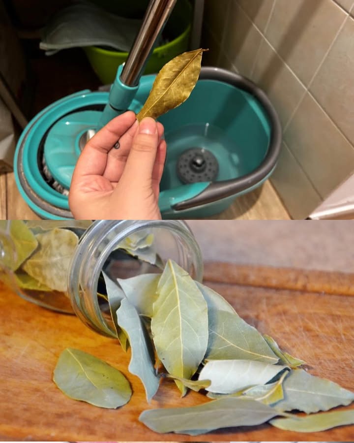 Hoja de laurel en el cubo de la fregona: el truco natural para limpiar y perfumar toda la casa Ingredientes: 2 o 3 hojas de laurel Agua caliente la cantidad habitual que uses para fregar el suelo Preparación: Llena el cubo de la fregona con agua caliente. Rompe o trocea las hojas de laurel y échalas dentro del cubo. Deja reposar unos minutos para que el agua absorba el aroma y las propiedades del laurel. Utiliza esa agua para fregar el suelo como de costumbre. Consejos adicionales: No es necesario añadir productos químicos ni desinfectantes. Puedes usar este método una o dos veces por semana para mantener un aroma fresco. Lava bien la fregona antes y después de usarla. Beneficios del laurel: Desinfecta naturalmente gracias a sus propiedades antibacterianas. Deja un perfume fresco y duradero en toda la casa. Ahuyenta insectos, ideal en verano. Da brillo a las superficies sin usar químicos agresivos. Es una opción económica y ecológica para la limpieza del hogar.