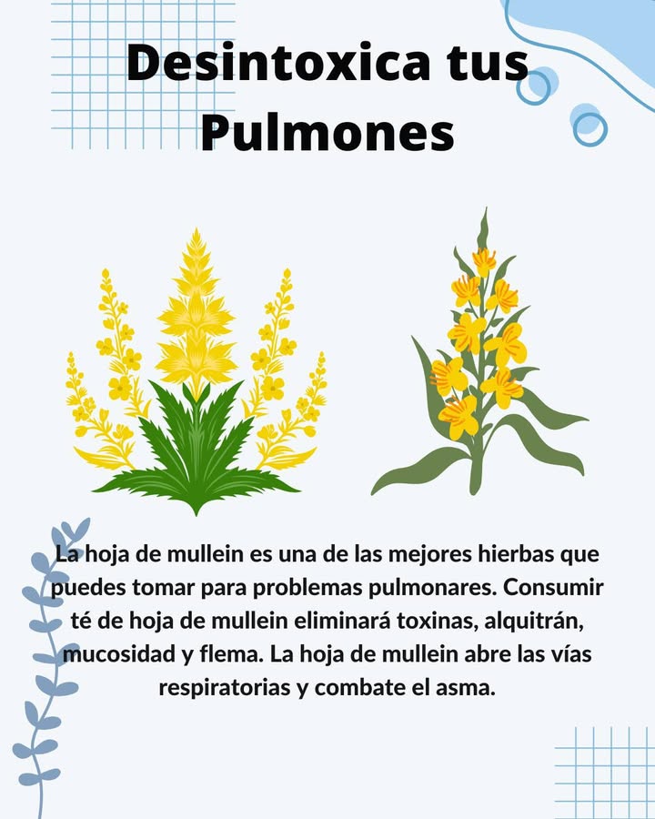 Desintoxica tus Pulmones