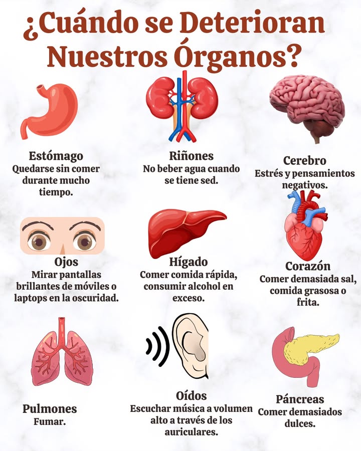 Cuándo se Deterioran Nuestros Órganos