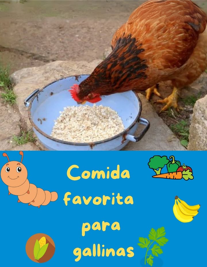 Comida favorita para gallinas
La comida favorita de las gallinas varía según su acceso y dieta, pero algunas de las más populares son:
1. Maíz triturado les encanta por su dulzura y energía.
2. Granos y semillas como trigo, cebada, avena o mijo.
3. Verduras frescas como hojas de col, espinacas, acelgas y lechuga.
4. Frutas como trozos de sandía, plátano, manzana o melón.
5. Insectos y lombrices su comida natural favorita.
6. Restos de cocina como arroz cocido, pan remojado o pasta sin condimentar.
7. Hierbas frescas como perejil, cilantro o albahaca.
8. Verdolaga, que a menudo disfrutan mucho por su sabor y frescura.
Es importante mantener una dieta equilibrada con alimento balanceado comercial como base, y estas opciones como complemento. Las gallinas felices producen mejores huevos! 
#ComidaGallinas #GallinasFelices  #VidaDeGallinas 讀塞