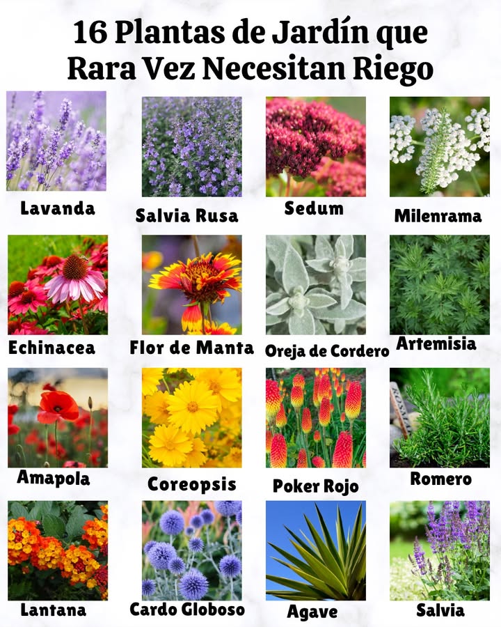 Ahorra agua, ahorra tiempo  estas plantas florecen sin complicaciones 
Lavanda  Zonas 59  Riego cada 23 semanas una vez establecida
Salvia Rusa  Zonas 49  Riego cada 23 semanas en períodos secos
Sedum  Zonas 39  Riego cada 34 semanas; prospera con poco cuidado
Achillea Milenrama  Zonas 39  Riego cada 23 semanas; muy resistente
Echinacea Equinácea  Zonas 39  Riego cada 12 semanas hasta establecerse, luego cada 3 semanas
Flor de Manta  Zonas 310  Riego cada 23 semanas; tolera el calor
Oreja de Cordero  Zonas 49  Riego cada 23 semanas; no le gusta el suelo encharcado
Artemisia  Zonas 49  Riego cada 3 semanas; prospera en suelos pobres y secos
Amapola  Zonas 39  Riego cada 23 semanas; prefiere periodos secos entre riegos
Coreopsis  Zonas 49  Riego cada 2 semanas en calor; en otros momentos rara vez es necesario
Poker Rojo  Zonas 59  Riego cada 23 semanas una vez madura
Romero  Zonas 710  Riego cada 23 semanas; hierba resistente a la sequía
Lantana  Zonas 811  Riego cada 2 semanas en verano, menos en estaciones frescas
Cardo Globoso  Zonas 39  Riego cada 3 semanas; no necesita suelos ricos
Agave  Zonas 811  Riego mensual o menos; ultra resistente a la sequía
Salvia  Zonas 410  Riego cada 23 semanas; prospera en sol y suelos secos
 Una vez establecidas, estas plantas pueden resistir la sequía mientras mantienen tu jardín lleno de color. Ideal para ahorrar agua y tiempo!