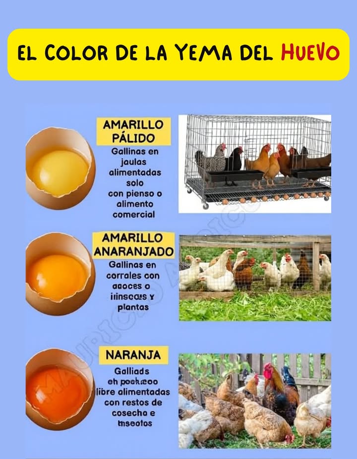 讀 Sabías que el color de la yema del huevo revela cómo vive la gallina
Mira esta guía práctica y conoce la diferencia! 

 Amarillo pálido: gallinas en jaulas, alimentadas solo con pienso.
 Amarillo anaranjado: gallinas en corrales, comen insectos y plantas.
 Naranja intenso: gallinas en pastoreo libre, alimentadas con restos de cosecha e insectos.

 El bienestar de la gallina se refleja en tu plato!
Apoya prácticas más naturales y saludables 李

#HuevosDeCampo #GallinasFelices #AlimentaciónConsciente