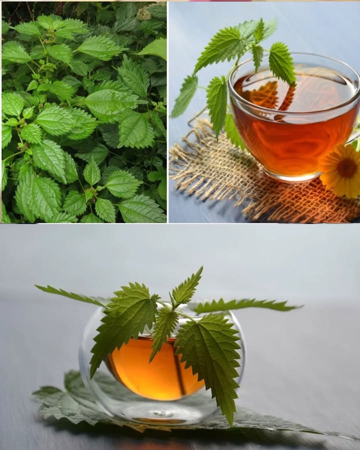 Qué le ocurre a tu cuerpo si bebes dos tazas de té de ortiga al día Toma 2 tazas de tisana de ortigas al día para: -Mejorar la salud de las vías urinarias ayuda a eliminar bacterias. -Reducir inflamación y dolor de artritis. -Ayudar a controlar la glucosa favoreciendo la producción de insulina. -Aprovechar polifenoles que ayudan a prevenir enfermedades crónicas diabetes, obesidad, cáncer, corazón. Para preparar la tisana: -Usa hojas frescas o bolsitas de té de ortiga. -Si usas hojas frescas, pon 1 taza de hojas por 2 tazas de agua ajusta a tu gusto. -Hierve el agua con las hojas. -Apaga el fuego y deja reposar 5 minutos. -Cuela con un colador. -Añade miel, canela o stevia si quieres. -Empieza tomando solo 1 taza al día para comprobar que no tienes reacción.