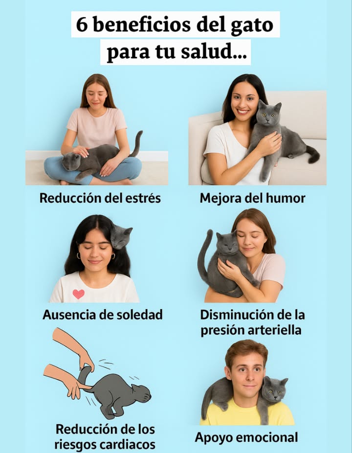 6 beneficios del gato para tu salud

律 Reducción del estrés  Su compañía genera calma y bienestar.

 Mejora del humor  Acariciarlos libera endorfinas.

輸 Ausencia de soledad  Siempre están cerca para acompañarte.

啕 Disminución de la presión arterial  Su ronroneo tiene efecto relajante.

變 Reducción de riesgos cardíacos  Menos estrés, más salud.

珞 Apoyo emocional  Son una fuente constante de cariño.

 Si tienes un gato, cuídalo como él cuida de ti
#SaludFeliz #AmorGatuno #Gatoterapia