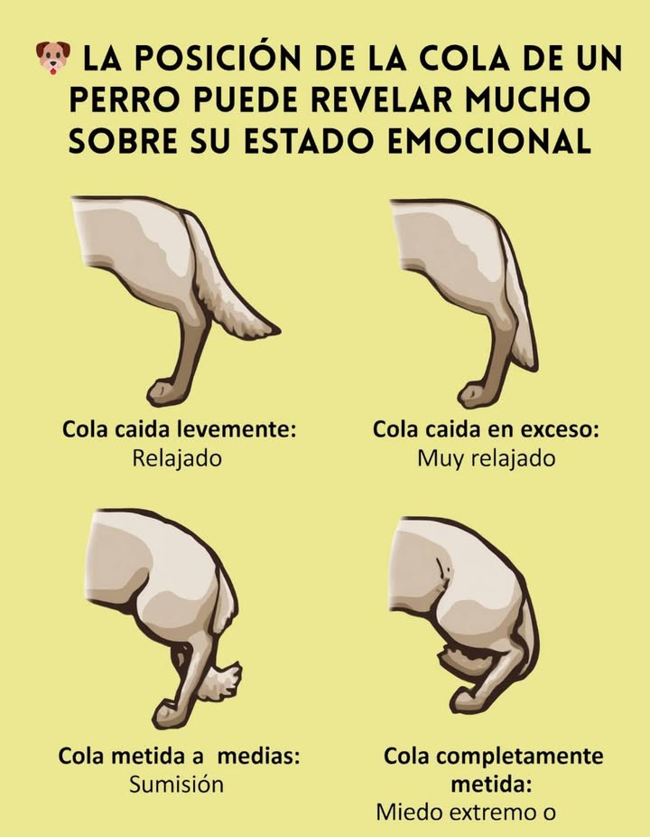 La posición de la cola de un perro puede revelar mucho sobre su estado emocional.

 Una cola ligeramente caída indica que el perro está relajado.
 Una cola muy caída muestra un estado de relajación profunda y confianza.
 Una cola metida a medias refleja sumisión o inseguridad.
 Una cola completamente metida señala miedo extremo o sumisión total.

Observar el lenguaje corporal de los perros nos permite entenderlos mejor y responder con empatía y respeto a sus emociones. 

#Perro #LenguajeCorporal #EmocionesPerros  #AmorPorLosPerros