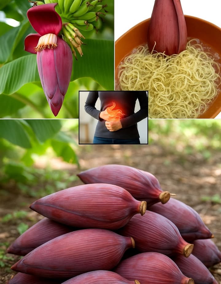 5 Beneficios de la Flor de Plátano para la Salud 

例 Alivia los calambres musculares
Gracias a su alto contenido en potasio, relaja los músculos y previene los calambres, especialmente después del esfuerzo físico o durante la recuperación.

 Protege el corazón
Su riqueza en fibra y antioxidantes ayuda a reducir el colesterol malo y fortalece el sistema cardiovascular.

 Combate la inflamación
Posee propiedades antiinflamatorias eficaces contra dolores articulares e intestinales.

喝 Regula la glucemia
Contribuye a estabilizar los niveles de azúcar en sangre, lo que resulta beneficioso en casos de diabetes tipo 2.

 Apoya la salud femenina
Tradicionalmente se ha usado para regular el ciclo menstrual y estimular la lactancia.

北 Formas de consumirla:
 Cocida en guisos o sopas
 Salteada con ajo y cebolla
 En infusión suave: 7 flores en agua caliente, dejar reposar 10 min  1 vez al día durante 9 días
#FlorDePlátano #BeneficiosDeLaSalud  #VidaSaludable