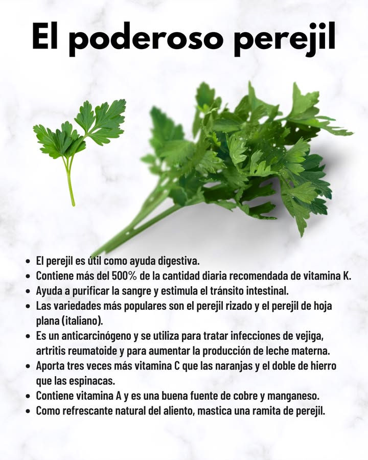 El poderoso perejil
 Ayuda digestiva
Favorece la digestión y estimula el tránsito intestinal.
喝 Purificador natural
Contribuye a limpiar la sangre y apoyar el organismo.
綾 Rico en nutrientes
Más del 500% de la CDR de vitamina K.
3 veces más vitamina C que las naranjas.
El doble de hierro que las espinacas.
Contiene vitamina A, cobre y manganeso.
 Propiedades medicinales
Anticarcinógeno, útil contra infecciones de vejiga y artritis reumatoide. También se emplea para estimular la producción de leche materna.
 Variedades populares
Perejil rizado.
Perejil de hoja plana italiano.
 Refresca el aliento
Mastica una ramita de perejil como alternativa natural.